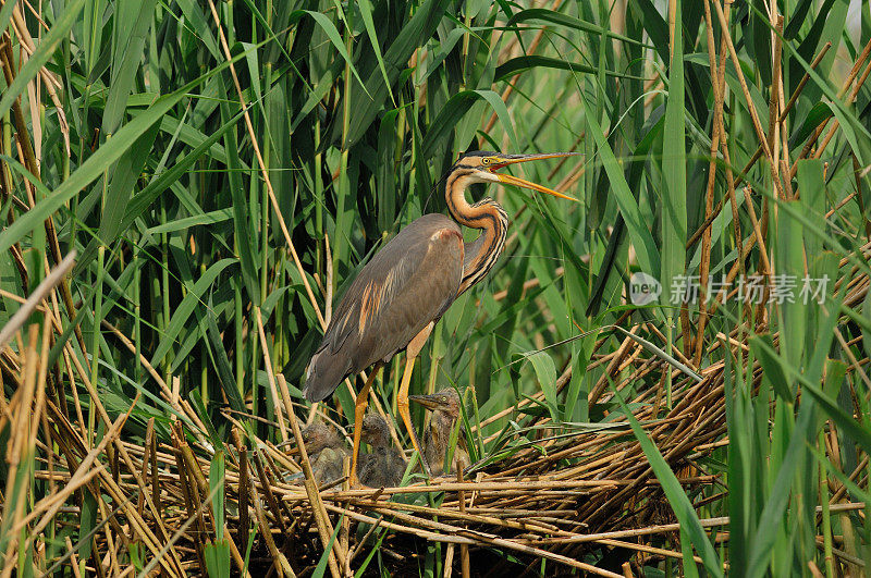 巢中的紫鹭(Ardea purpurea)